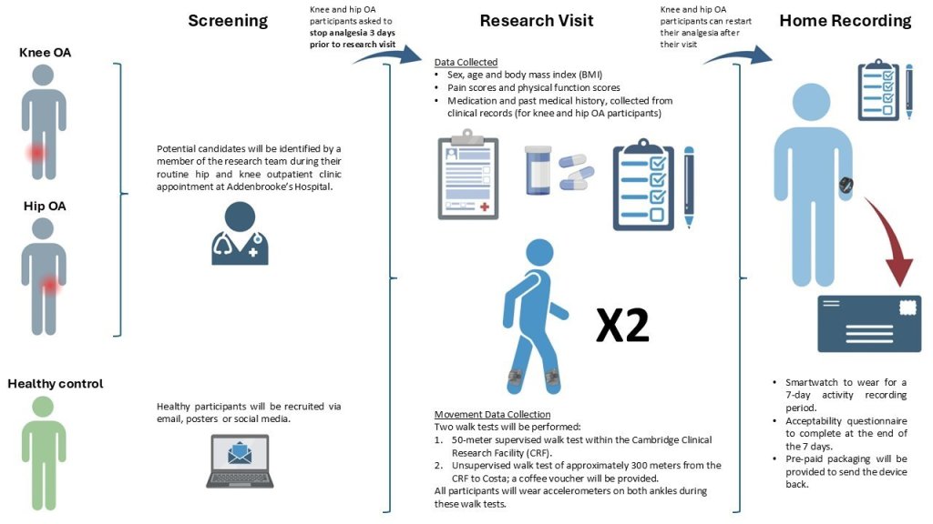 Image illustrating the AMALGAM study covering screening of potential candidates during their routine hip and knee outpatient clinic appointment at Addenbrooke's Hospital, and recruitment of Healthy participants via email, posters and social media.
Knee and hip OA participants are asked to stop analgesia 3 days prior to research visit.
In the Research visit the data collected includes:
(1) Sex, age and body mass inded (BMI).
(2) Pain scores and physical function scores.
(3) Medication and past medical history, collected from clinical records (for knee and hip OA participants).
Movement Data collection: two walk tests will be performed.
(1) 50-meter supervised walk test within the Cambridge Clinical Research Facility (CRF).
(2) Unsupervised walk test of approximately 300 meters from the CRF to Costa; a coffee voucher will be provided. All participants will wear accelerometers on both ankles during these walk tests.
Knee and Hip OA participants can restart their analgesia after their visit.
Home recording includes:
(1) A smartwatch to wear for 7-day activity recording period.
(2) Acceptibility questionnaire to complete at the end of the 7 days.
(3)Pre-paid packaging will be provided to send the device back.